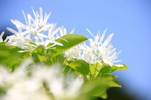 空バックの白い花